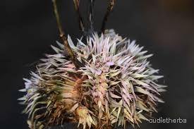 Lepidagathis trinervis flower4.jpg